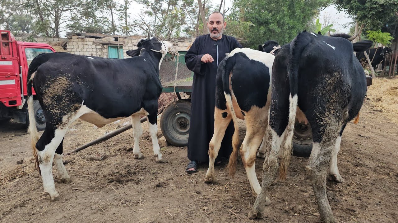 انا عايزك تهتم عشان اللي جاي اهم النهارده هتشوفوا اصناف وسلالات العجول والعجلات الانيه مش موجود