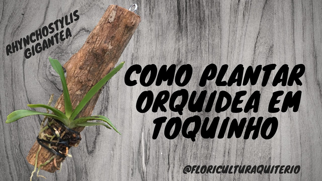 COMO PLANTAR ORQUÍDEA EM TOQUINHO !