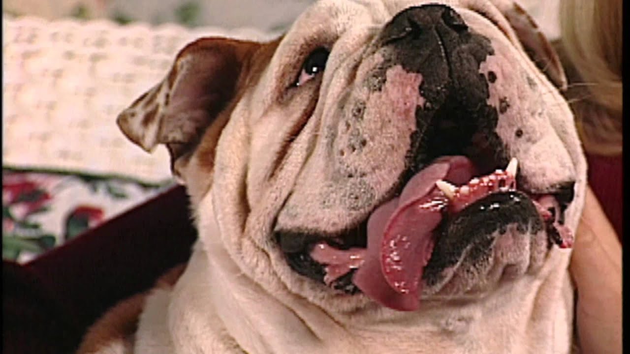 The English Bulldog Breed Profile HD version