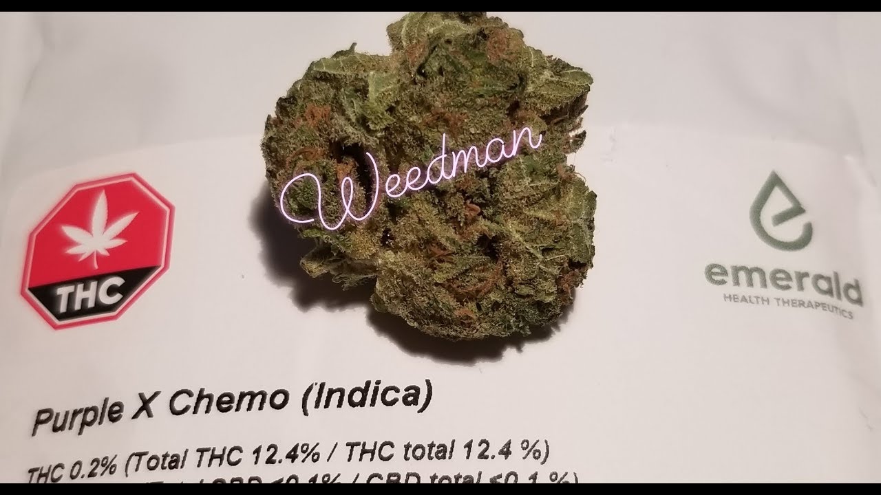 SQDC Weed Review #171 Purple X Chemo