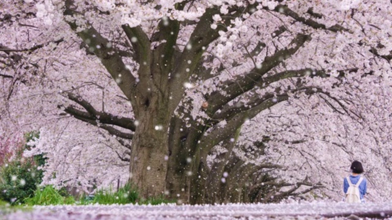 花紀行  -  村上ゆき