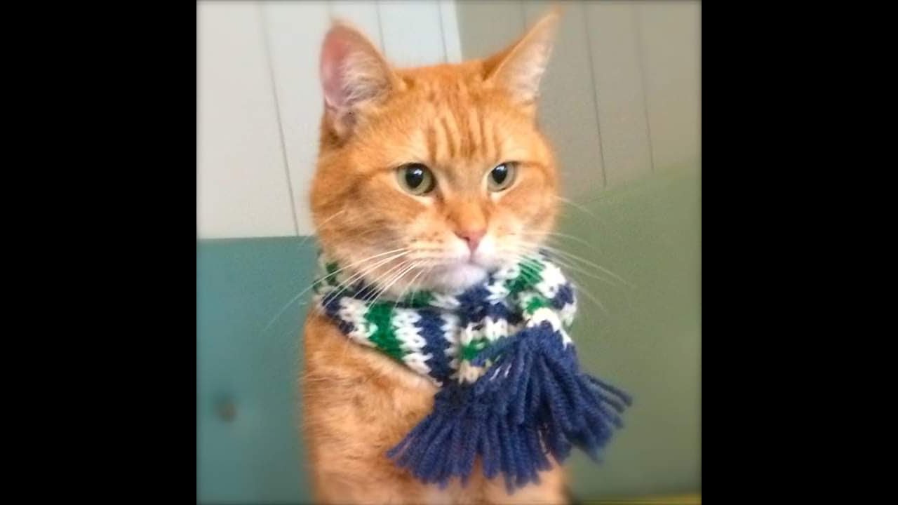 In Memory of A Street Cat Named Bob