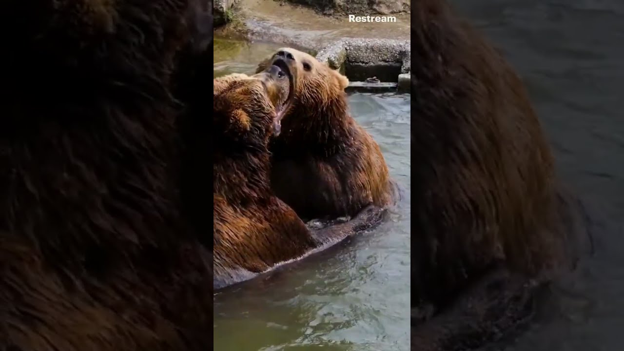 Angry Bear At Wars