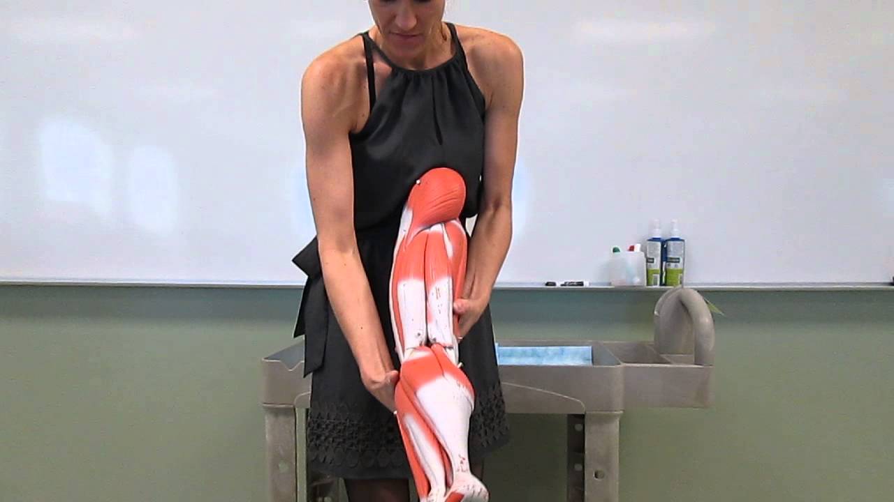 Muscular System : Anatomy and Physiology I