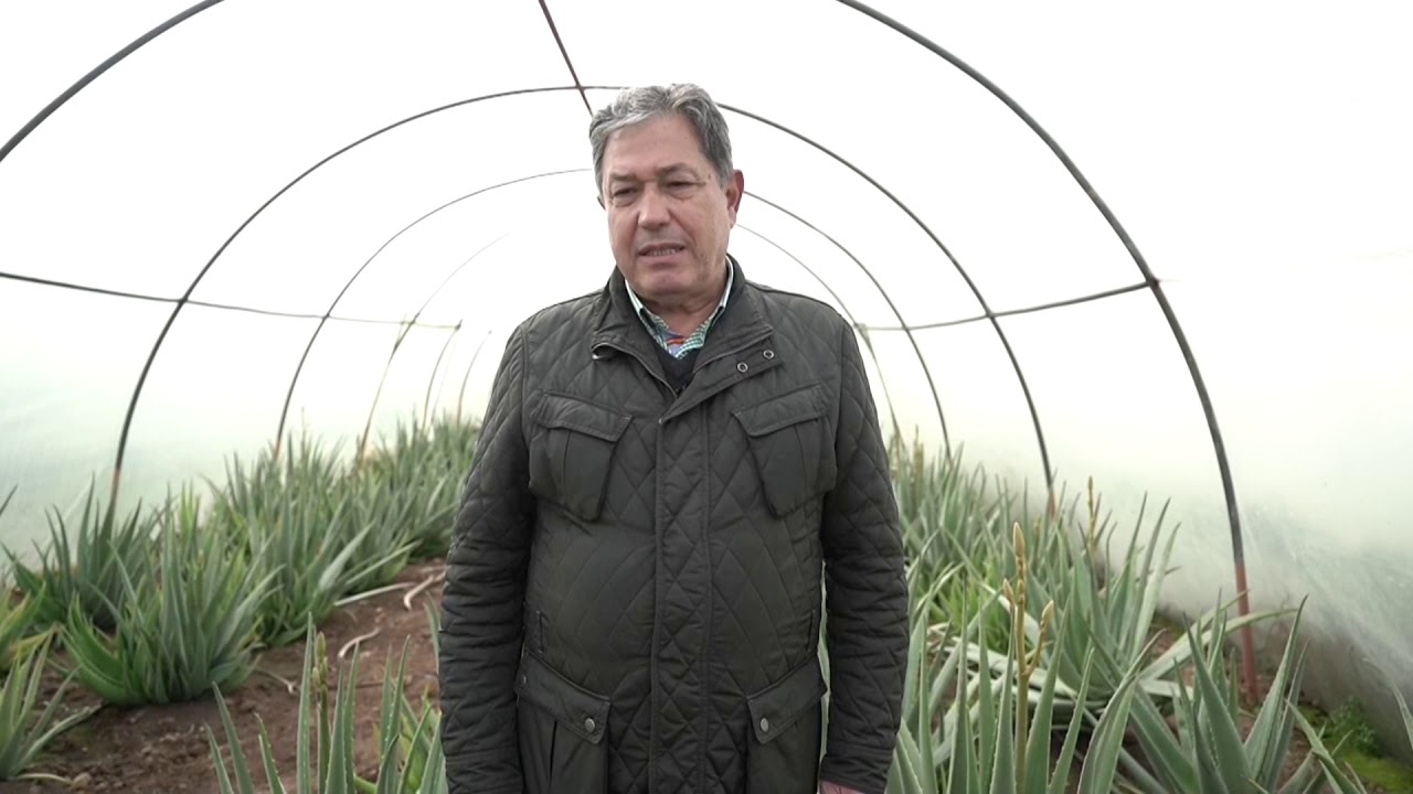 Espa&ntilde;a, a por la demanda europea de aloe vera tras vender toda su producci&oacute;n
