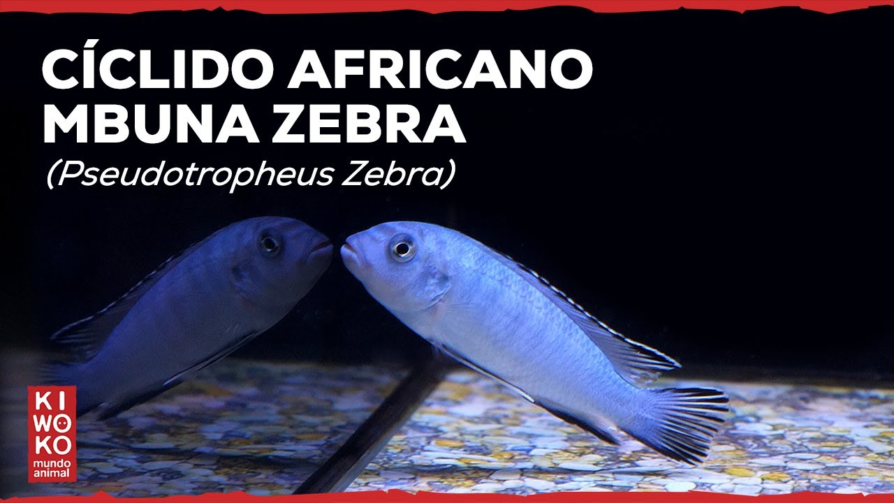 Peces Cíclidos Africano Mbuna Zebra (Maylandia Zebra) | Ficha Técnica 🐟