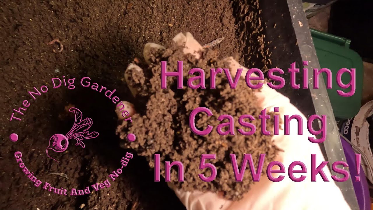 Harvesting worm castings in 5 weeks. #vermicomposting #wormcastings #wormery #uk