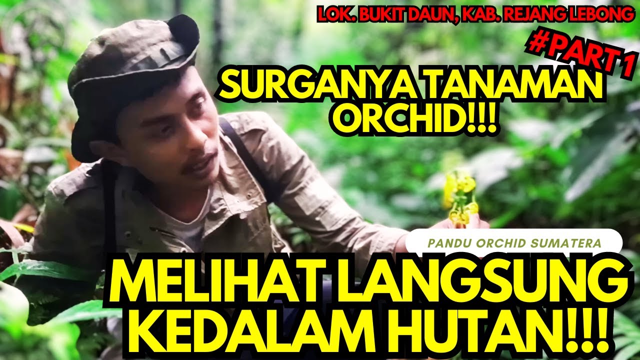 SURGANYA ORCHID DI BUKIT DAUN REJANG LEBONG!!!🤩 PART 1
