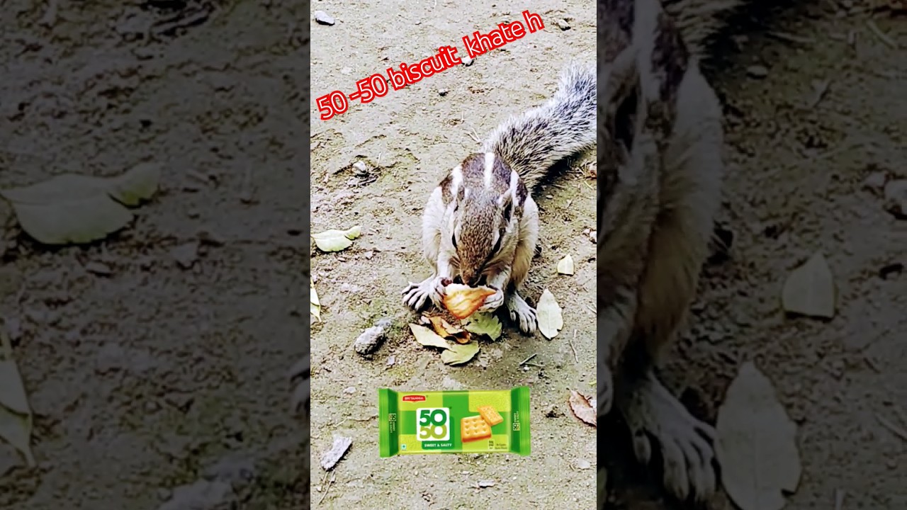 #nature #foodinng style #50-50 biscuit  @sharkshock-ru6yo
