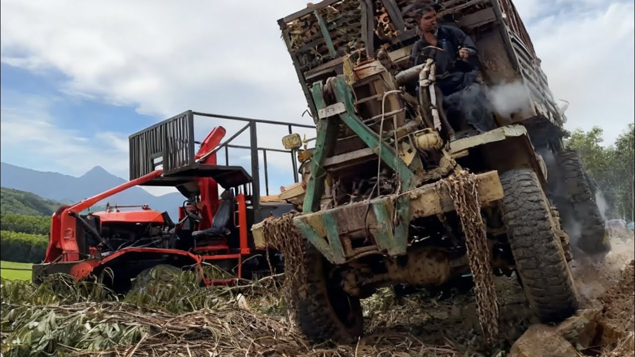 There are three heavy trucks loading timber into the forest.