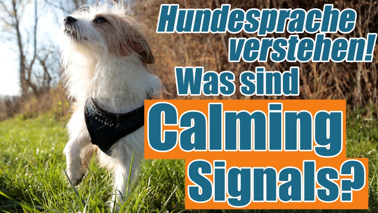 Hunde verstehen lernen - CALMING SIGNALS! Erklärung mit Beispiel