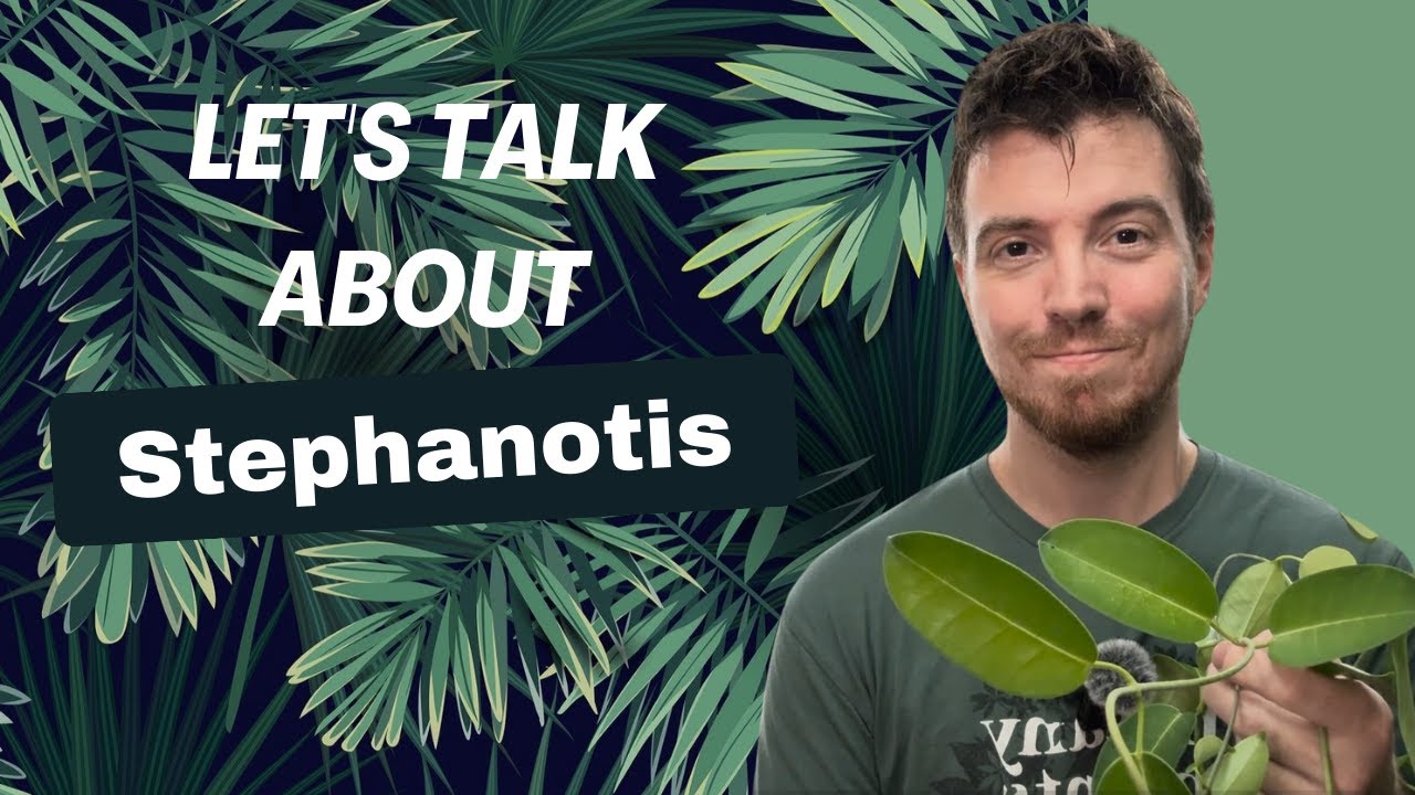 Let's Talk about Stephanotis