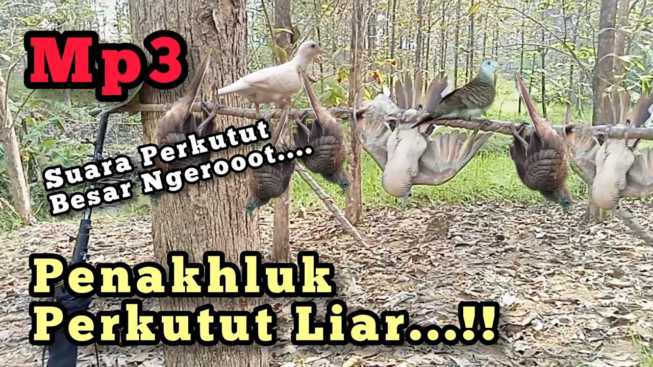 MP3 SUARA PERKUTUT / MERBUK BESAR  NGEROT ‼️