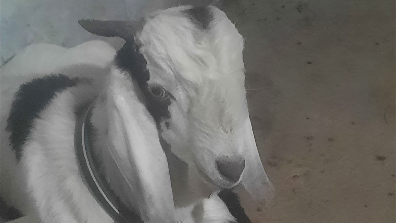 Bakra life 1•M Views like and subscribe 