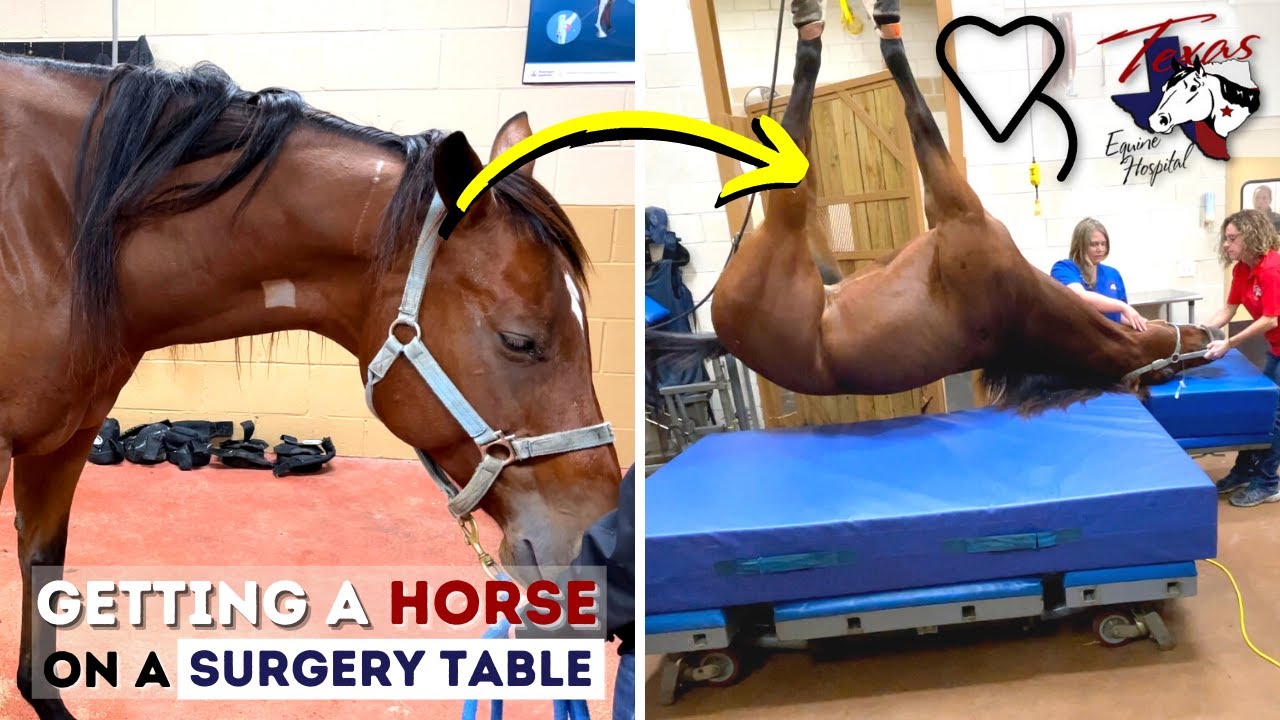 Getting a Horse on the Surgery Table | Equine Surgery