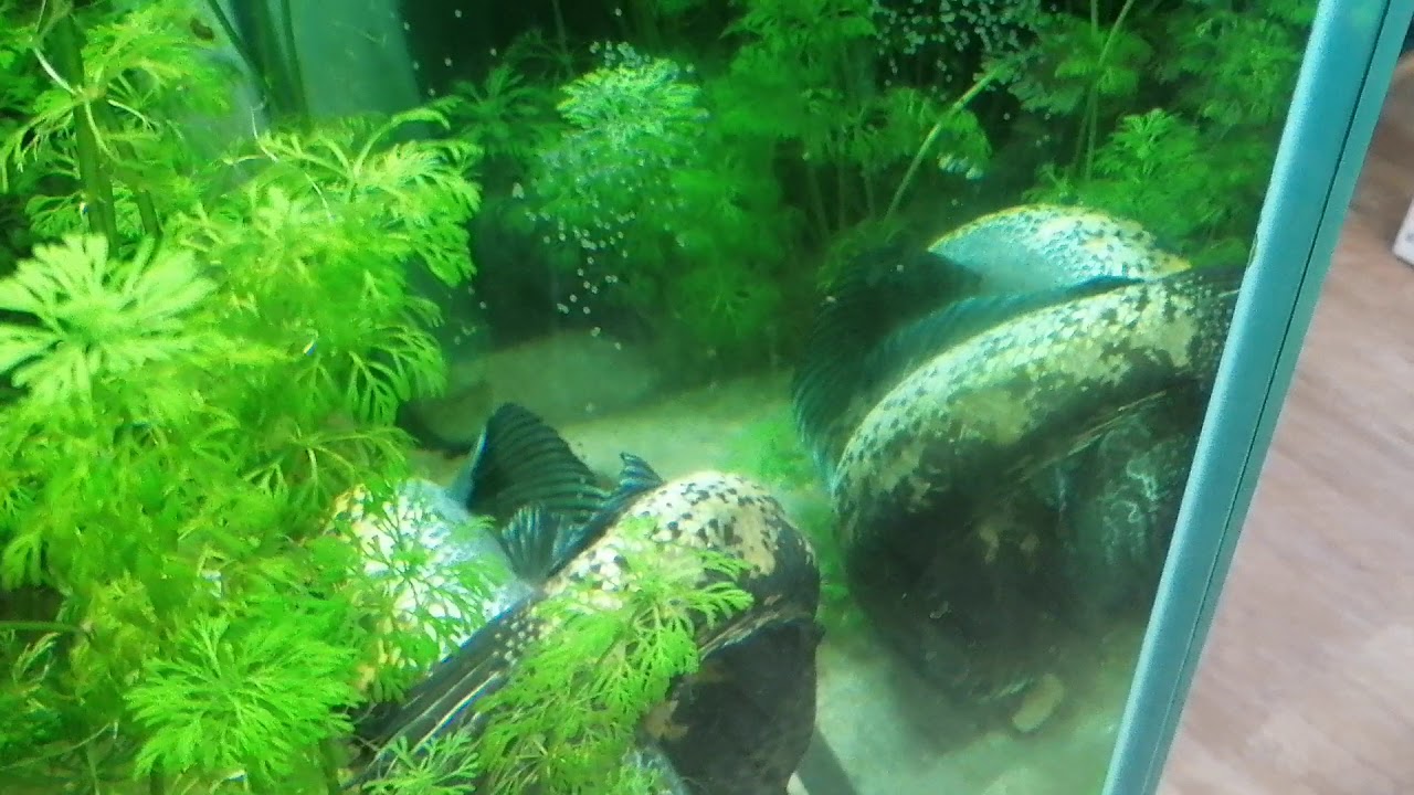 Channa Aurantimaculata Breeding. 1. März 2021