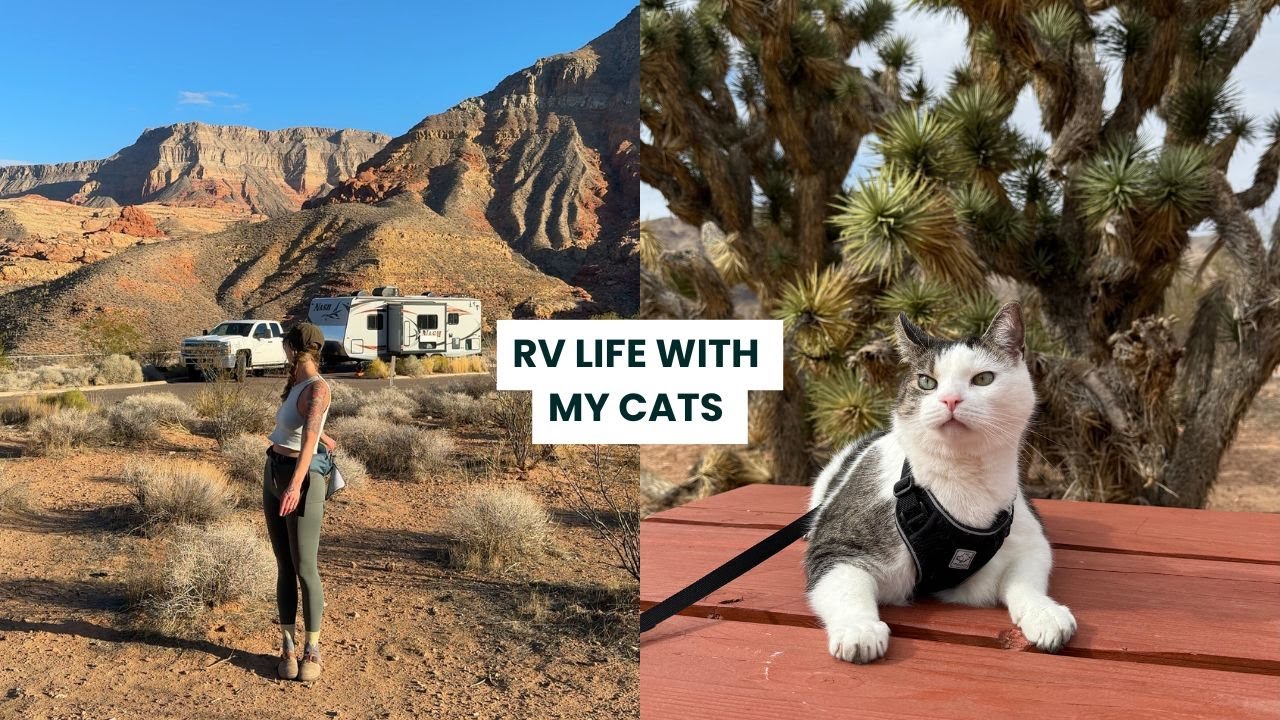 RV Life in Arizona | The Best $8 a Night Campground, and Life on the Road With our Adventure Cats