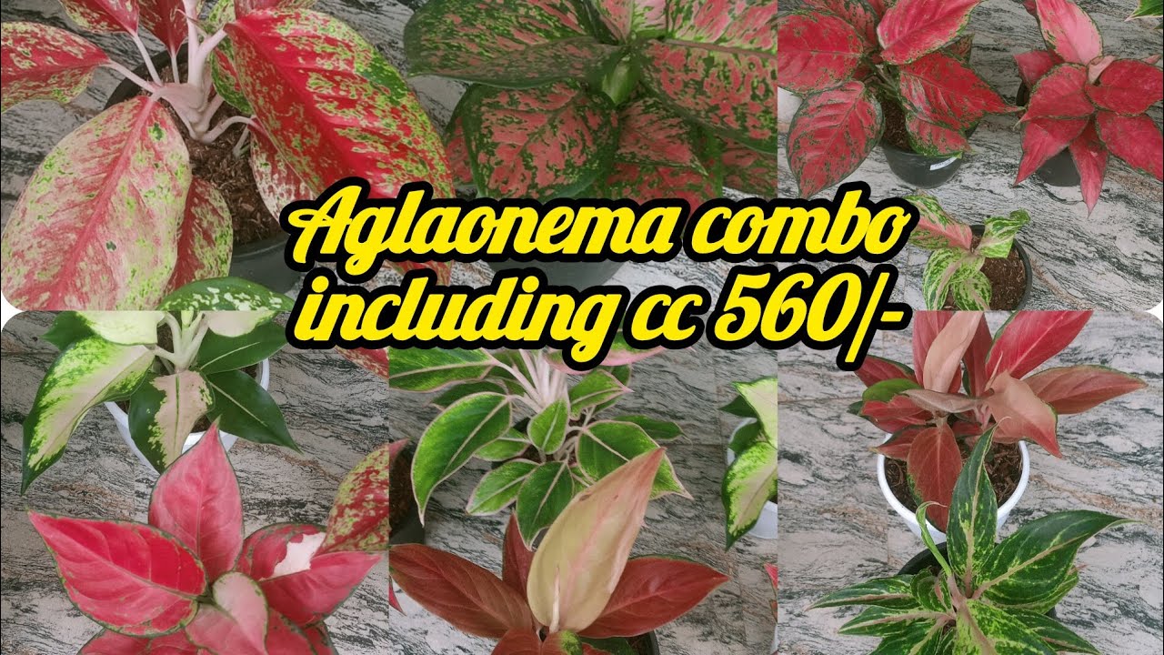 Aglaonema combo including cc 560/- contact 7558048200