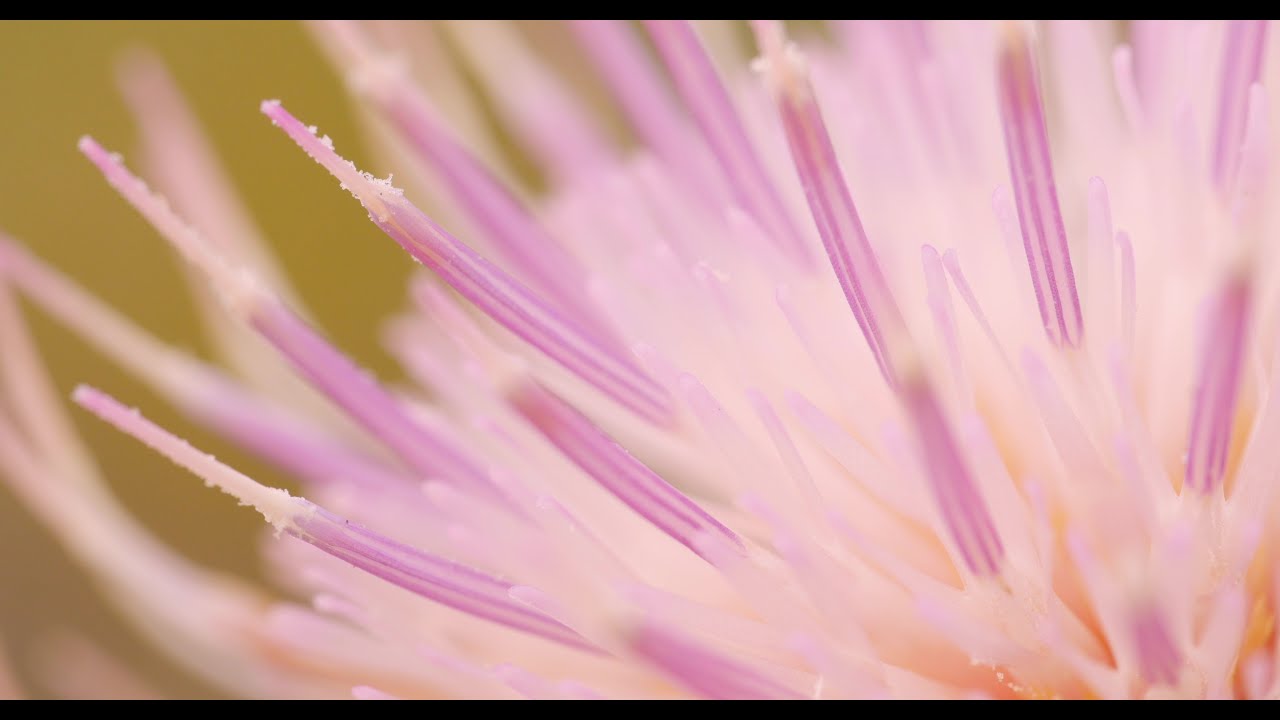 The Science in Saving the Pitcher Thistle