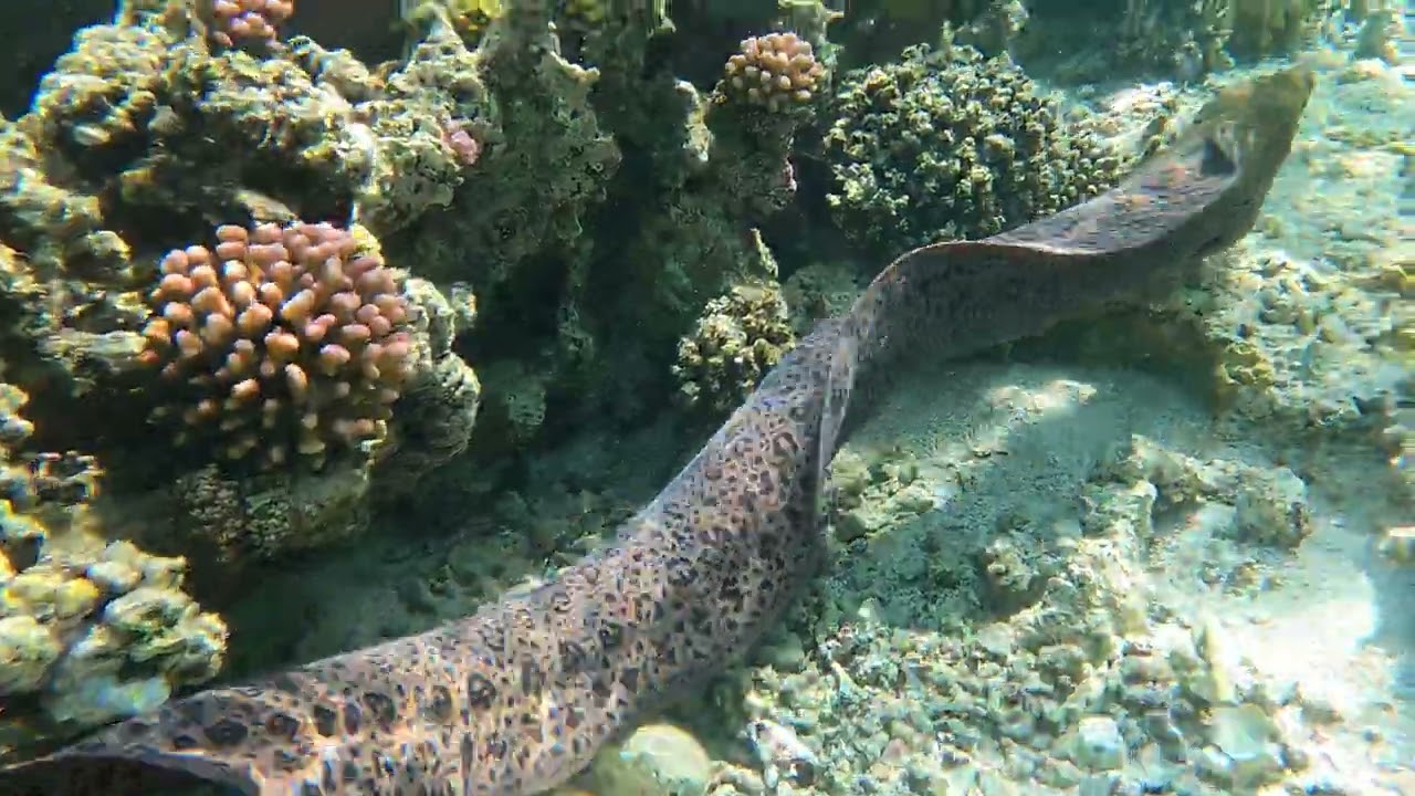 MURENA 4K MORAY Marsa Alam