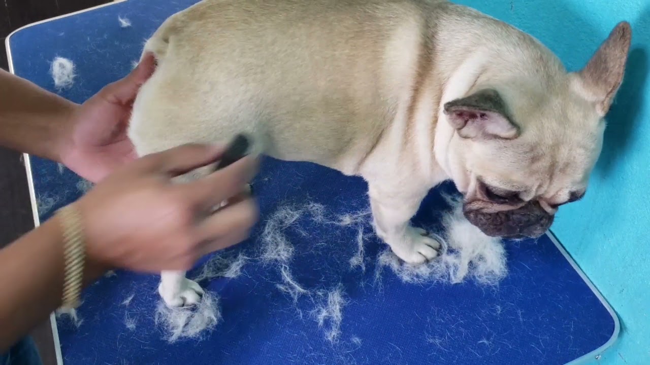 Como cepillar a un Bulldog Frances y no tire pelo !