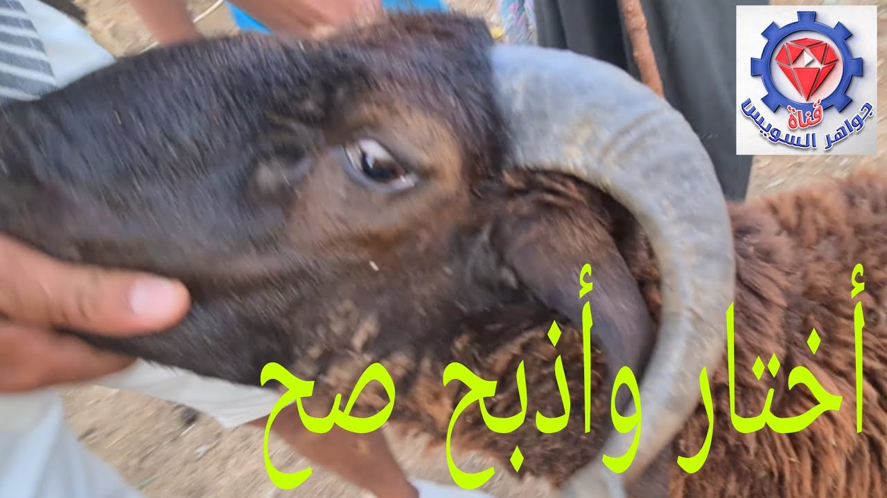 @ الأضحية بمواصفات صحيحة وأسلامية و تعرف على موضع الذبح الشرعي .