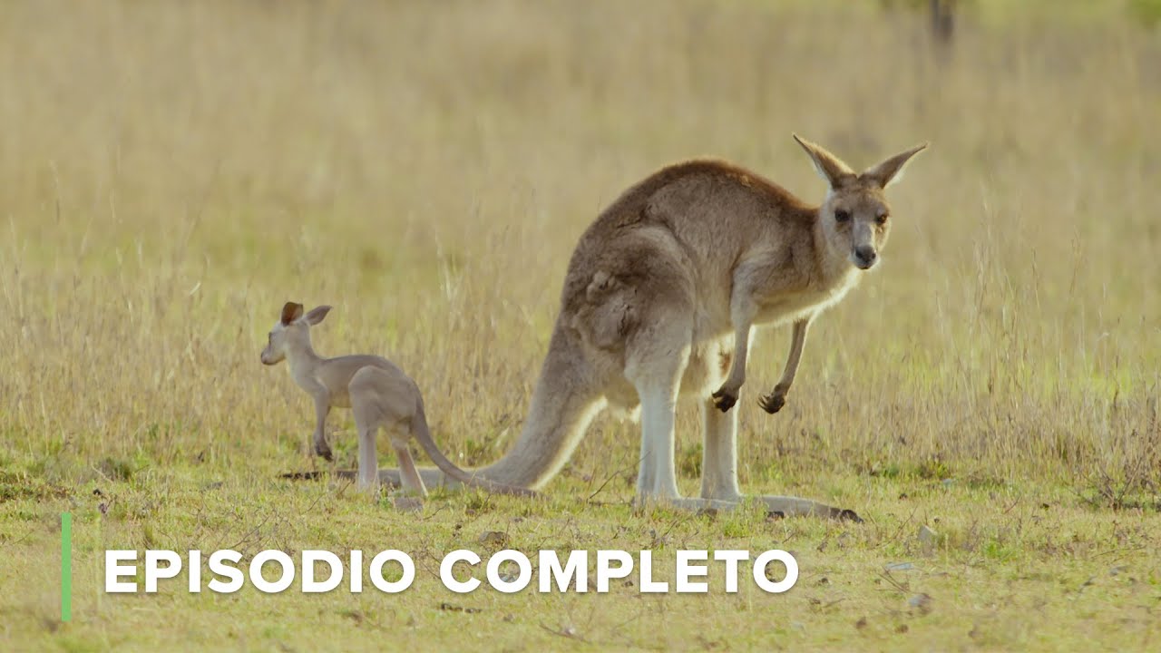 La Vida de un CANGURO 🦘 La Vida Secreta de los CANGUROS S01E03