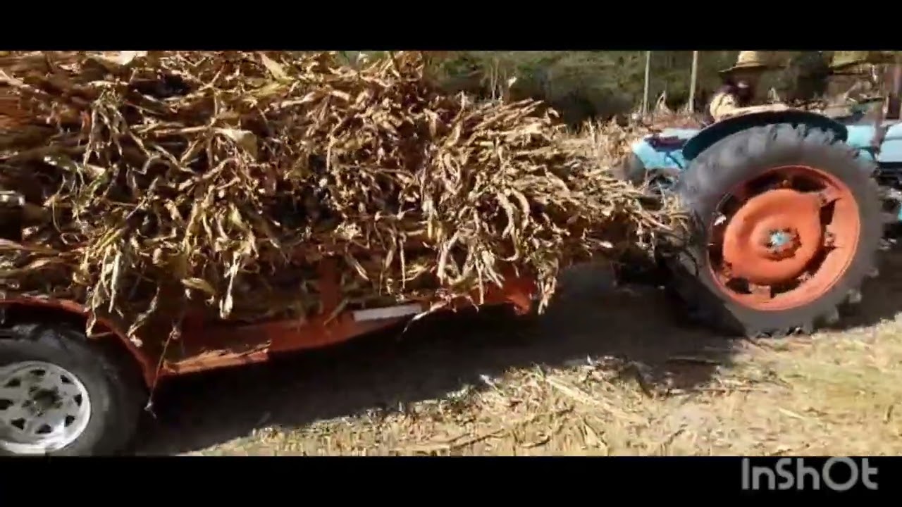 El último Viaje de Maiz y rastrojo.