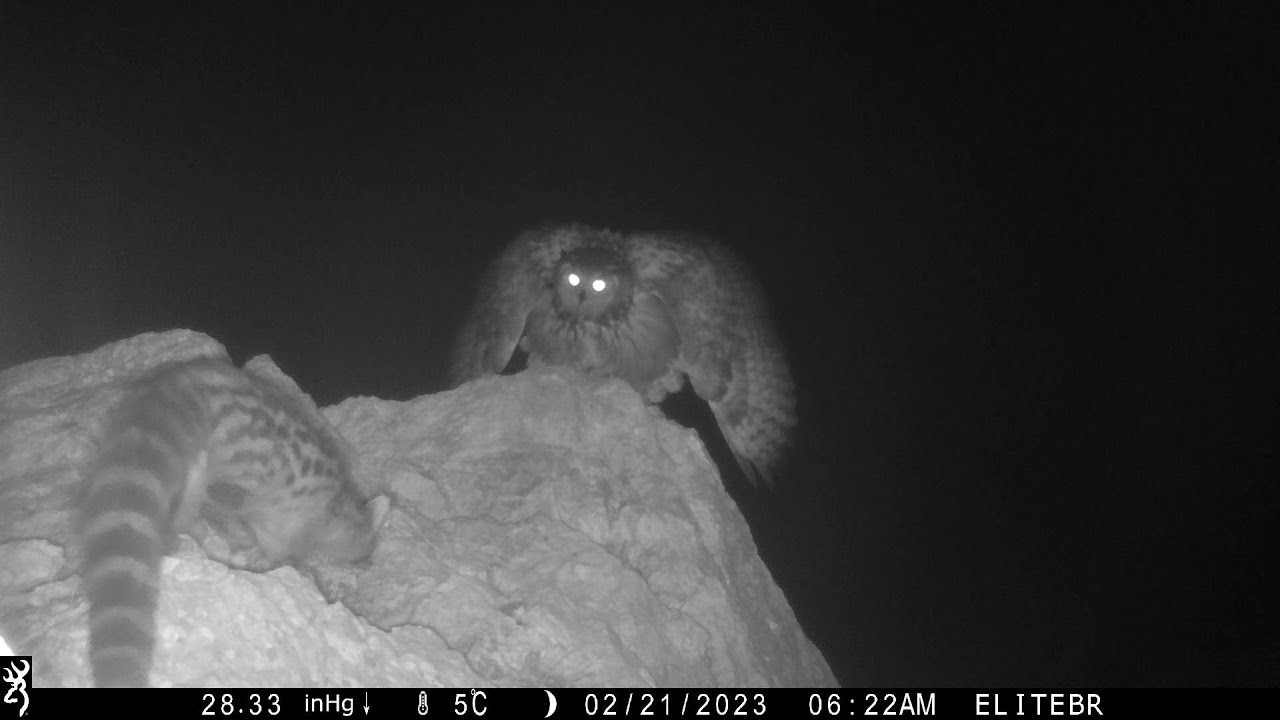 Quelques scènes de février sur le rocher du grand duc