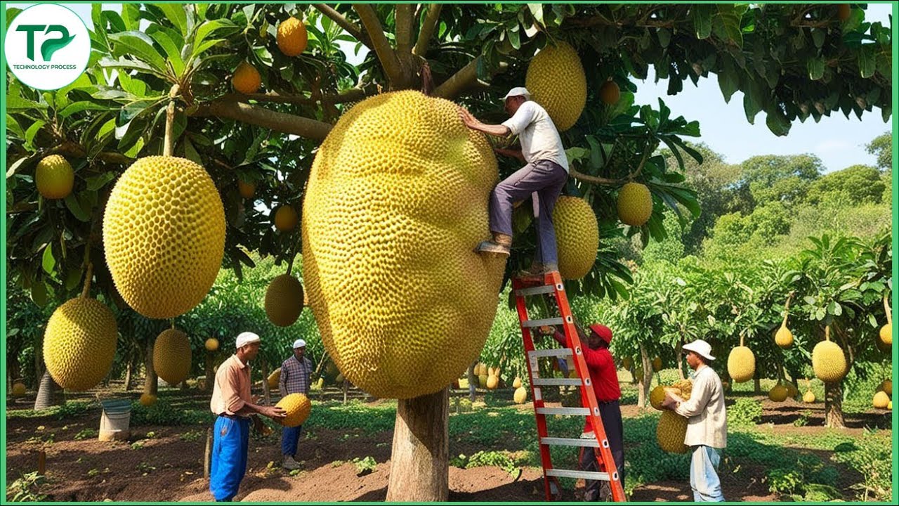How Millions of Jackfruit Are Harvested & Processed – Amazing Thai Food
