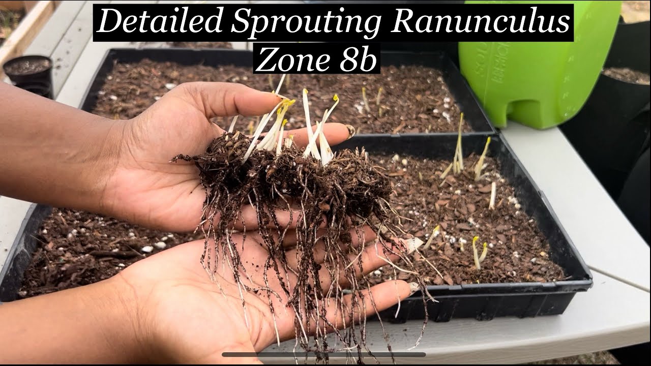 How to Pre-Sprout Ranunculus Corms | Growing Ranunculus in Zone 8b (Very Detailed)