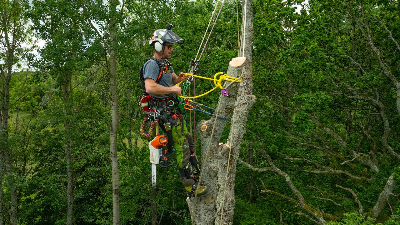 Ash Dieback Removals - Part 2 : Full Job Arborist POV