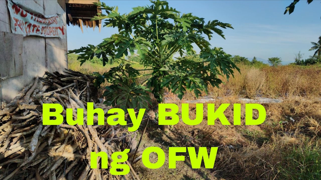 Ganito pala mag Simula ng page ANI ng PALAY sina unang tradisyon 