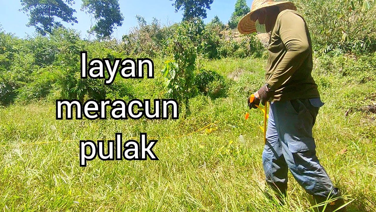layan meracun pulak