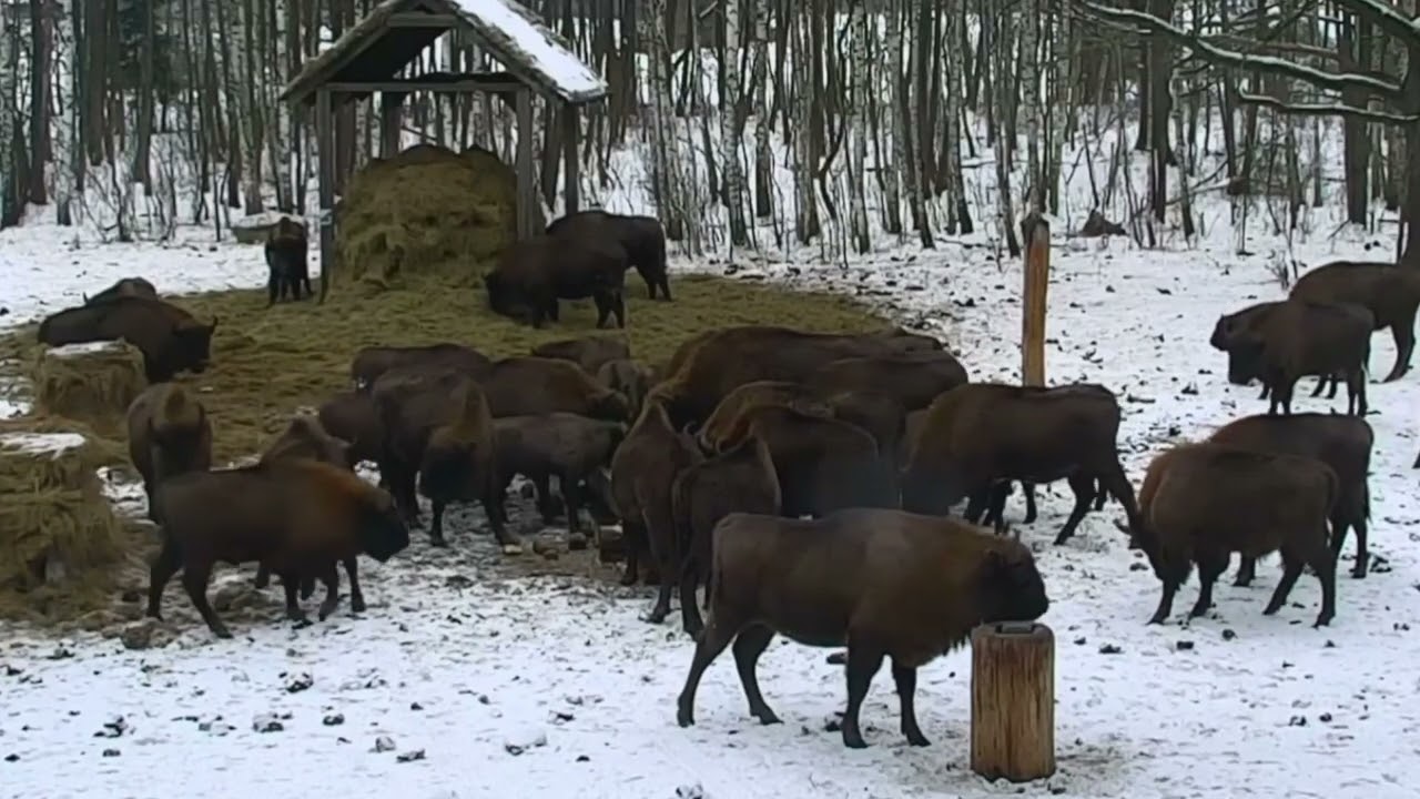 Po uzupełnieniu koryta karmą szybko pojawiło sie stado żubrów 30.01.2026 r