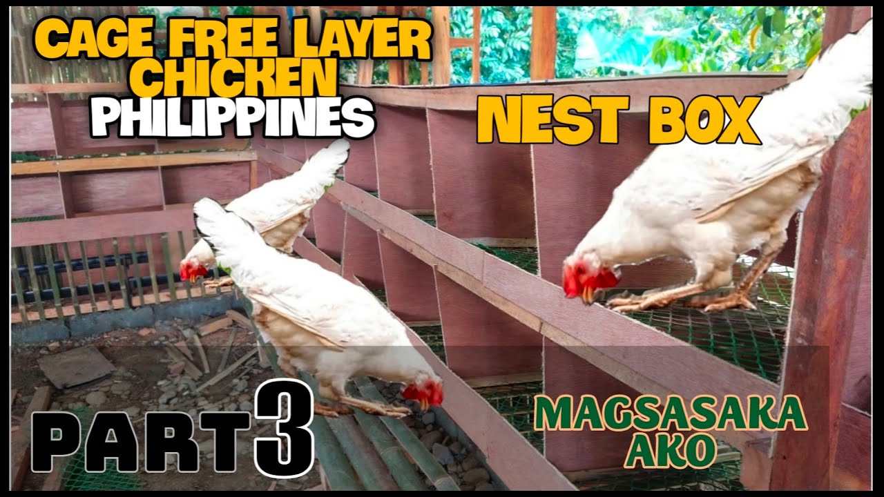 FREE RANGE CHICKEN |Cage Free layer chicken Philippines Part 3|  Nest box