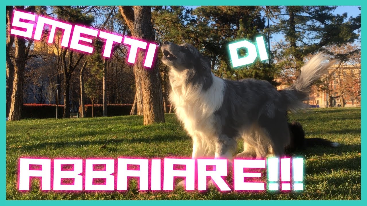 COME FAR SMETTERE di ABBAIARE il CANE che ABBAIA?!?! - ABBAIO a COMANDO