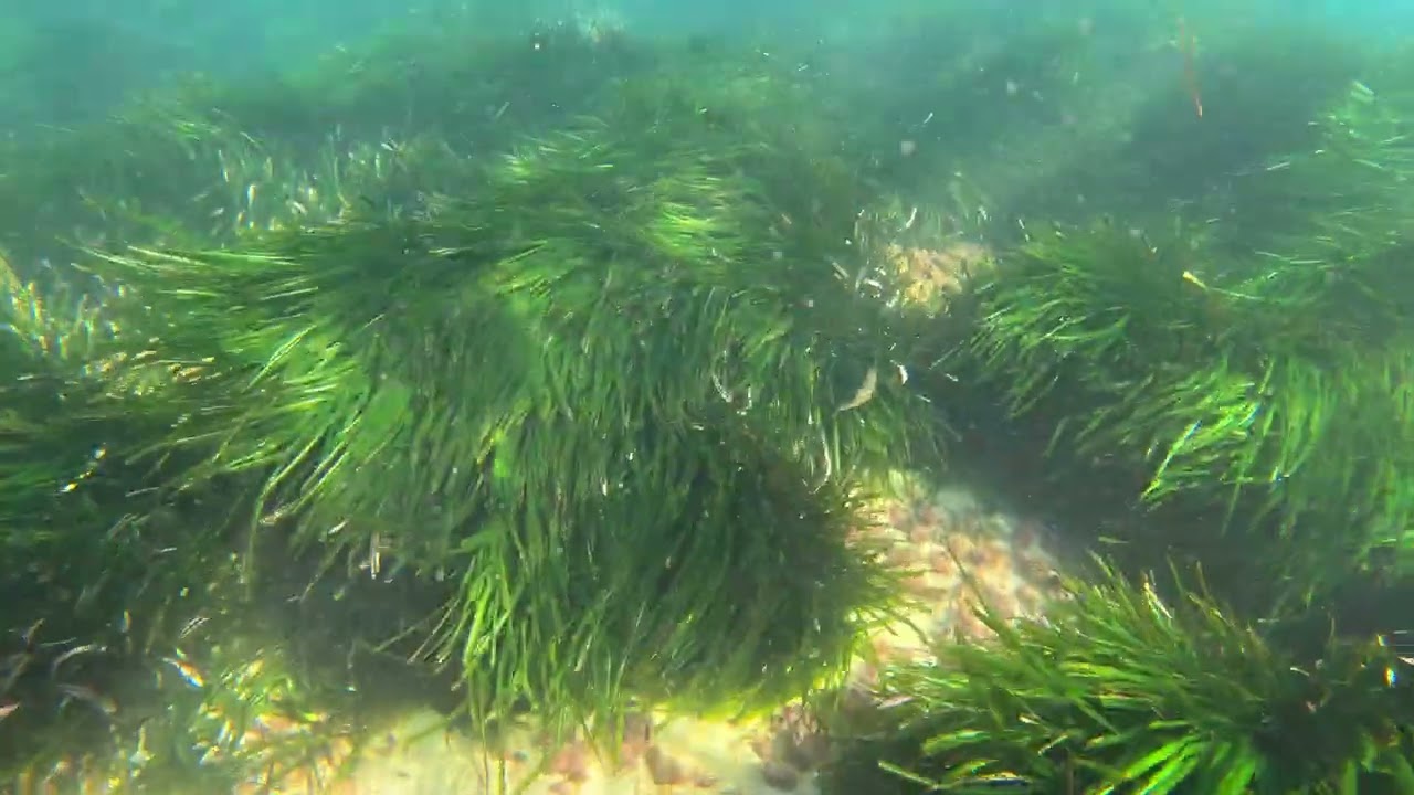 Snorkel enero 2026