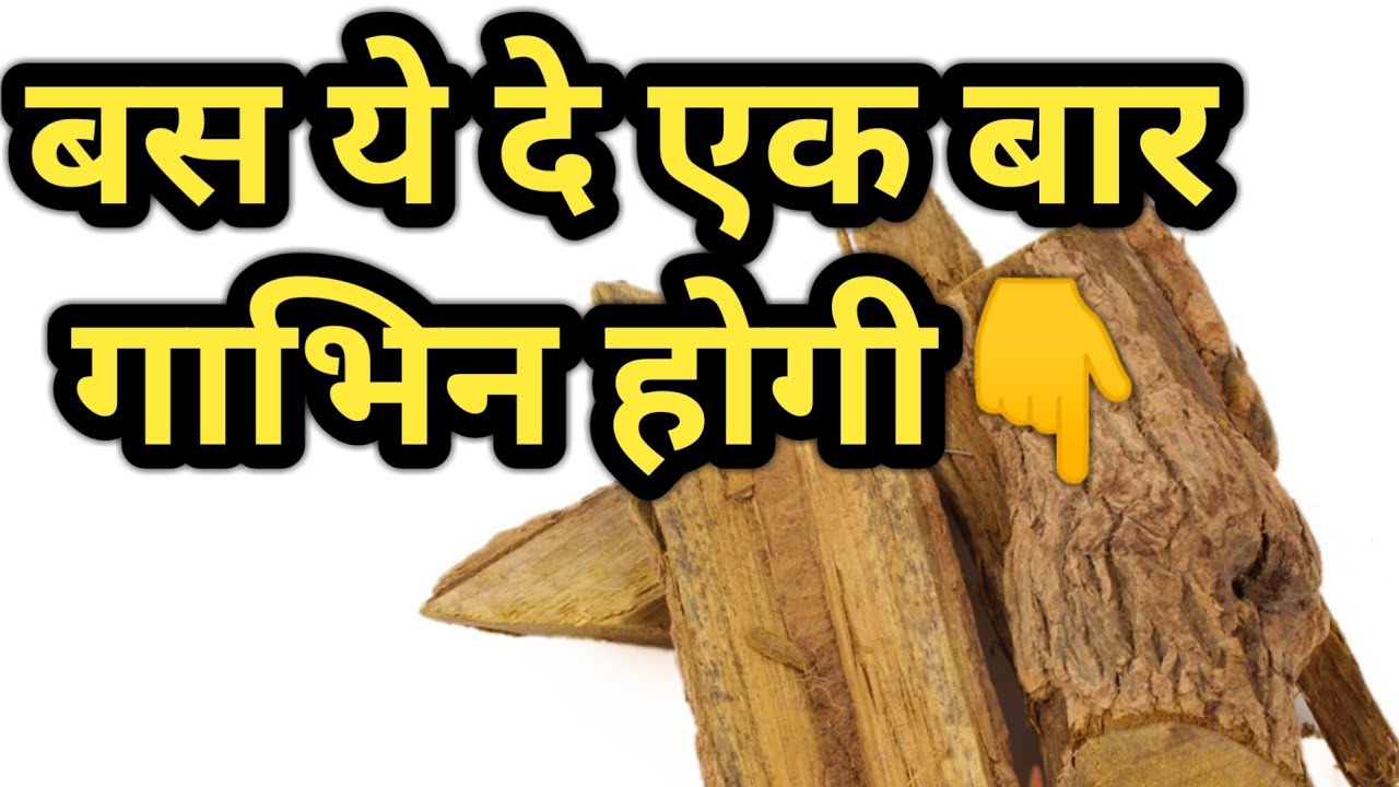 गाय भैंस गाभिन ठहराने का देसी इलाज|Rasont(daruhaldi) Treatment of repeat breeding in cattle