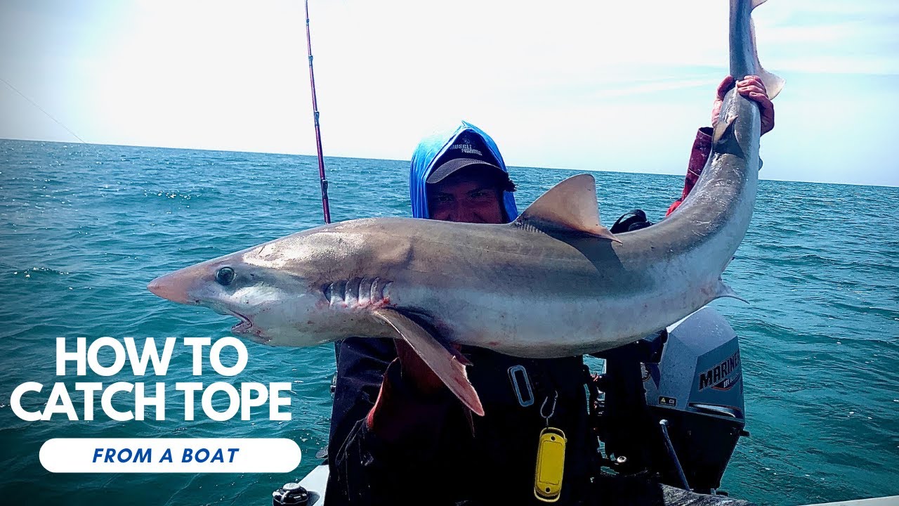 How To Catch TOPE From A Boat
