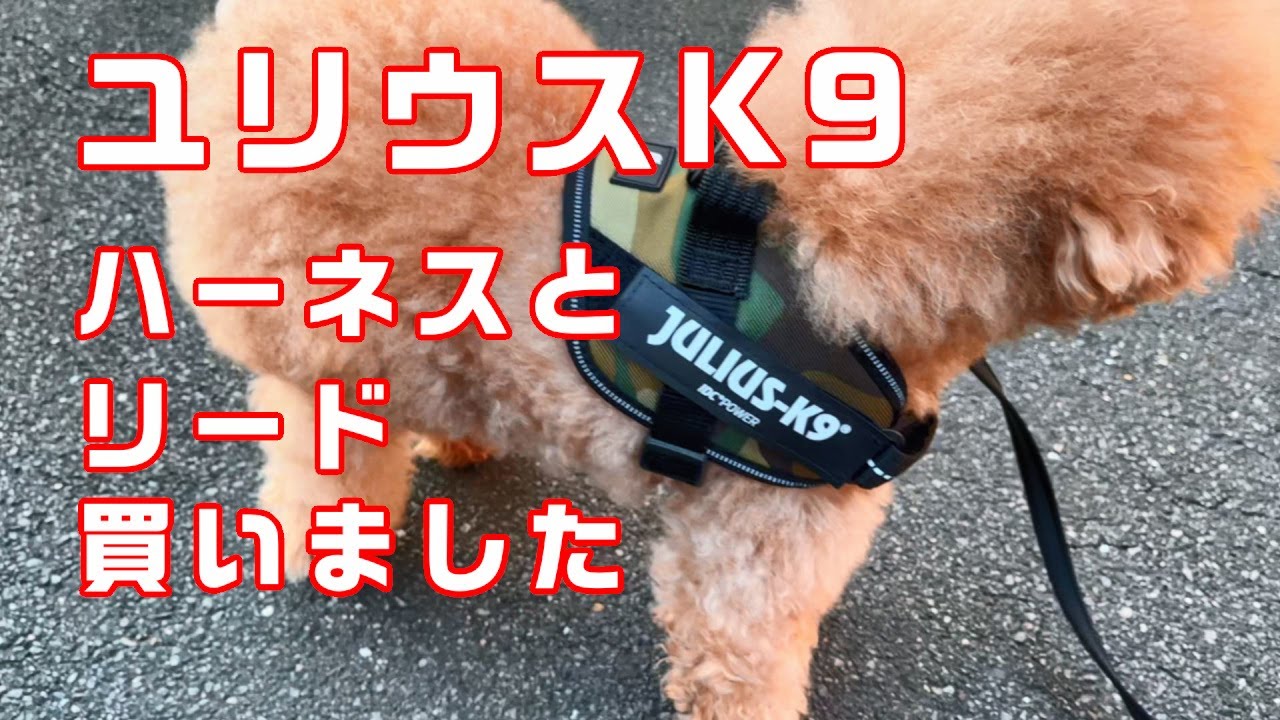 【julius-K9】ユリウスK9のハーネスとリードのレビュー☆EZYDOGとの比較も　#トイプードル
