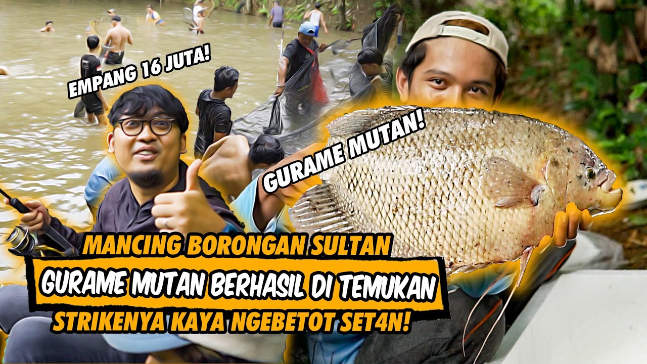 6 JAM TEMBUS 20 KILOAN  GURAME! UMPAN ULAT BAMBU BIKIN ANGLER & KEDI NARIK PAKE COMBO DAIDO SPECTRE!