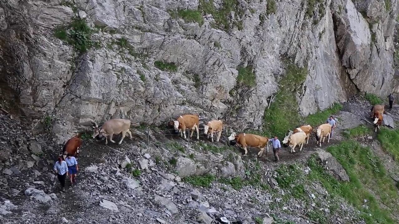Spektakul&auml;rer Alpaufzug Engstligenalp