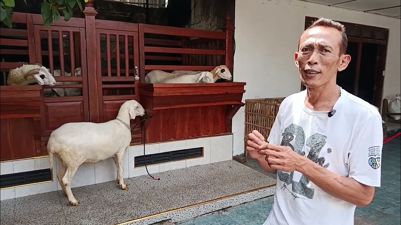 Amunisi Baru MWT Farm Eps 2 #domba #dombakontes #viral #fyp #shorts #trending