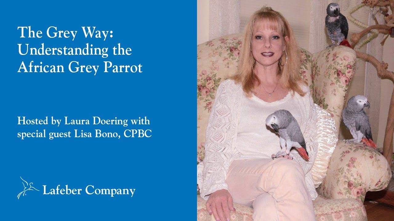 The Grey Way, Episode 1: Understanding the African Grey Parrot