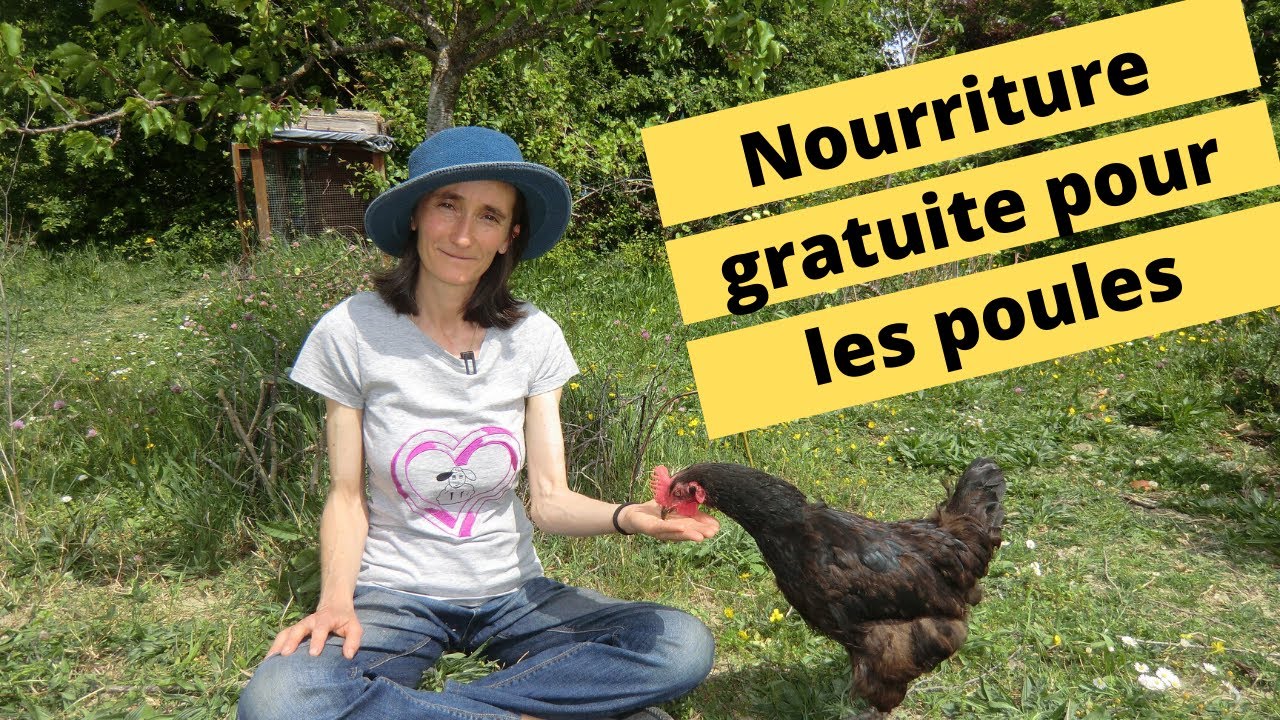 🐔 Nourriture GRATUITE pour les POULES ! 🐓🐤🐤🐤🐤