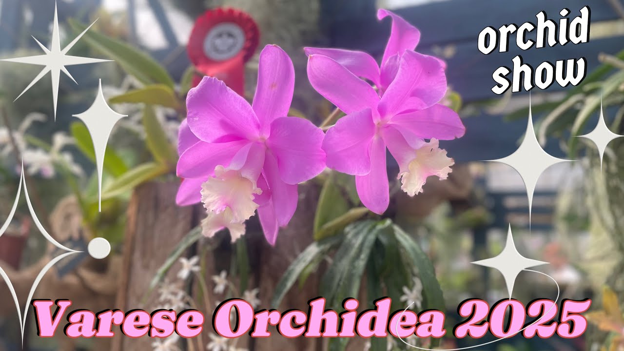 Orchid Show: Varese Orchidea 2025, VA, Italia