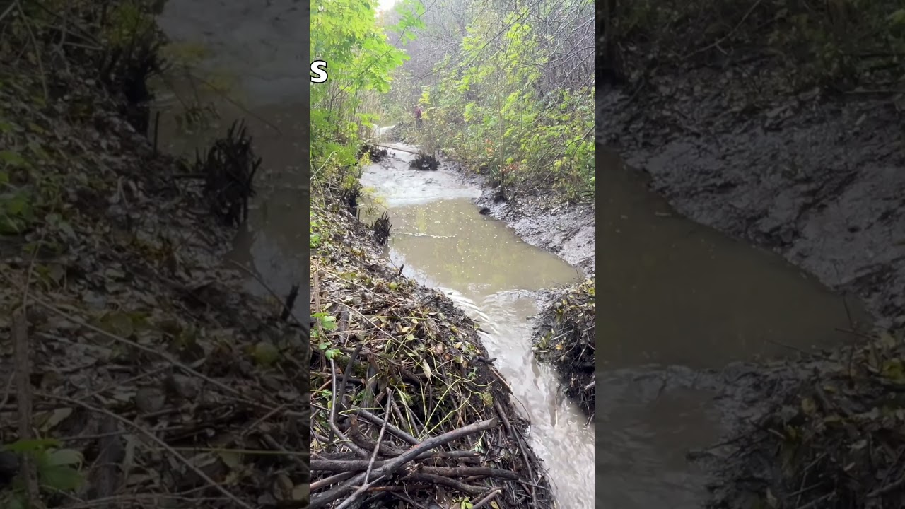 Flood up to Banks! #beaverdam #drain #nature #relax #outdoors #shorts