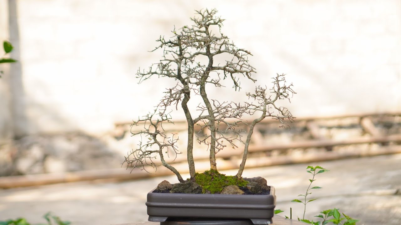 Creating Bonsai Grouping
