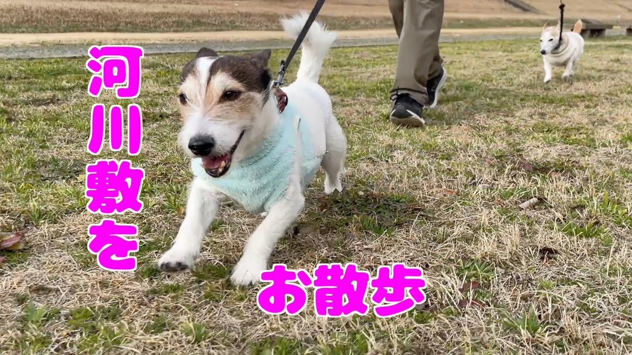 お正月休み最終日に大好きな河川敷にお散歩に行ってきました😊
